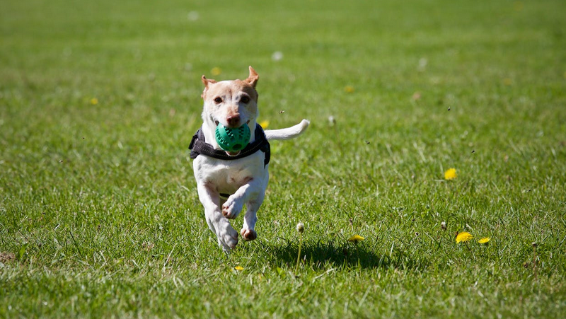 fetch